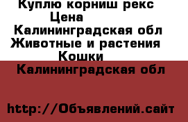 Куплю корниш рекс › Цена ­ 1 000 - Калининградская обл. Животные и растения » Кошки   . Калининградская обл.